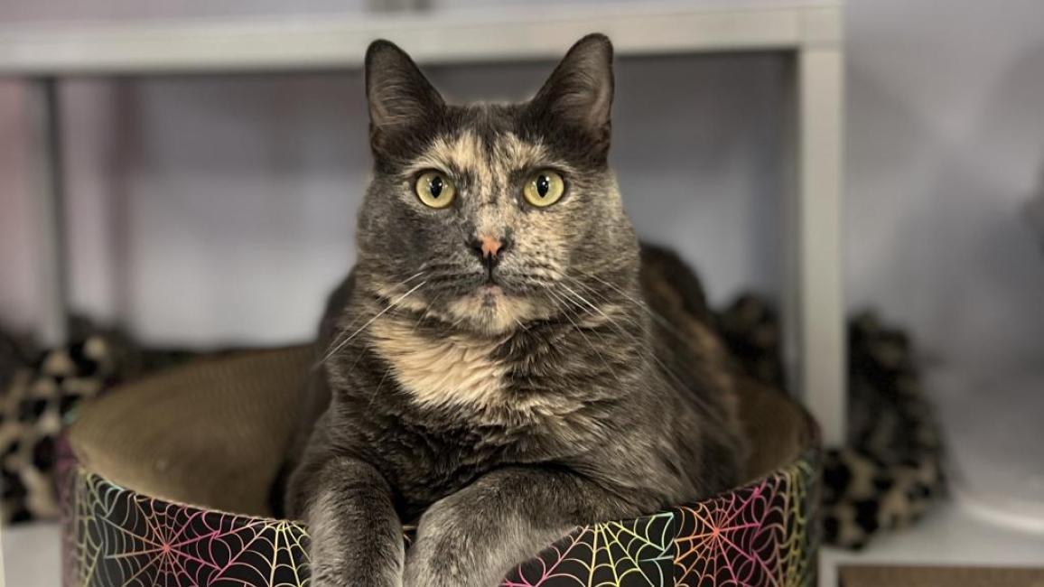 Judy the cat lying on a cardboard scratcher